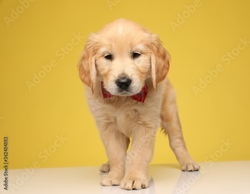 cute labrador retriever dog wearing bowtie and looking down
