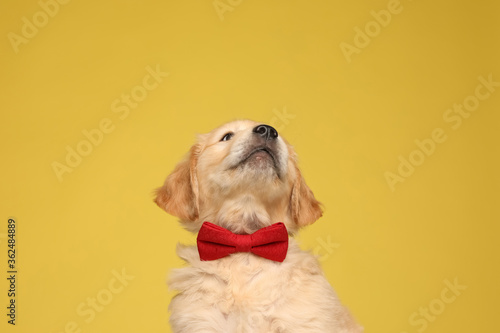 curious golden retriever puppy wearing bowtie and looking up