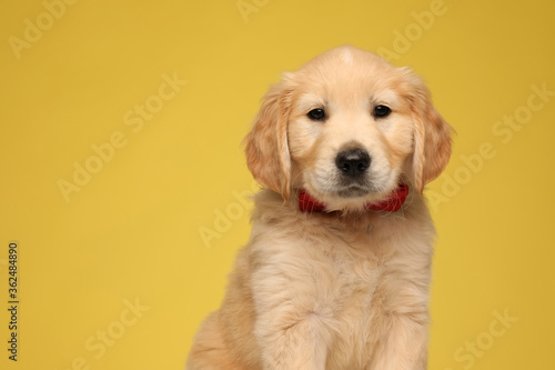 cute golden retriever dog wearing red bowtie © Viorel Sima
