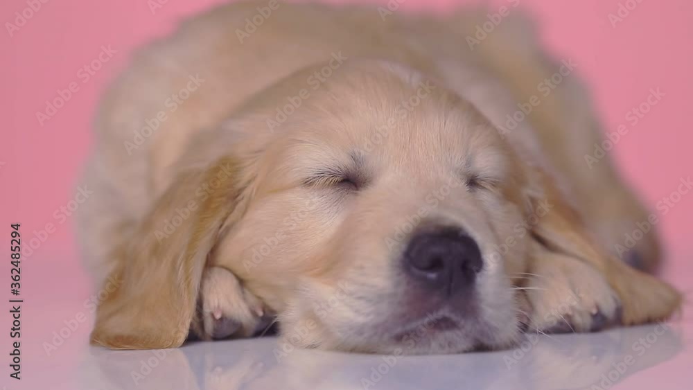 cute small golden retriever dog lying down and slowly falling asleep on pink studio background cute small golden retriever dog lying down and slowly falling asleep on pink studio background
