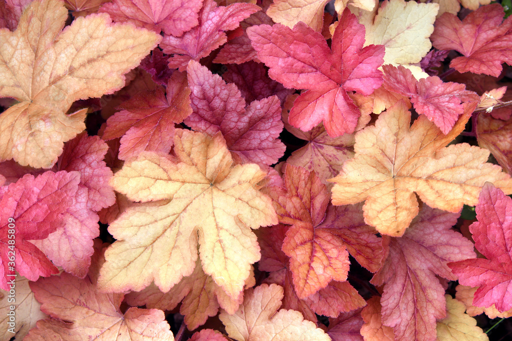 Horizontal nature background with autumn leaves Horizontal nature background with autumn leaves