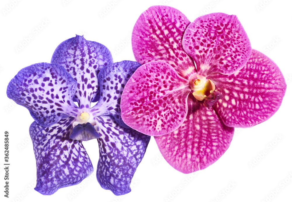 Orchid flowers isolated on white background Orchid flowers isolated on white background