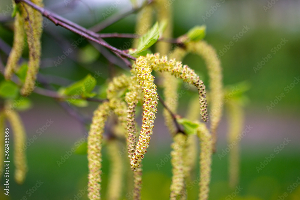Inflorescence of blossoming birch closeup on a spring day. Birch catkins with green leaves at tree branches. Birch Tree Blossoms. Spring background with green branch.