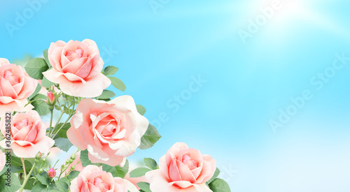Horizontal banner with beautiful rose flowers