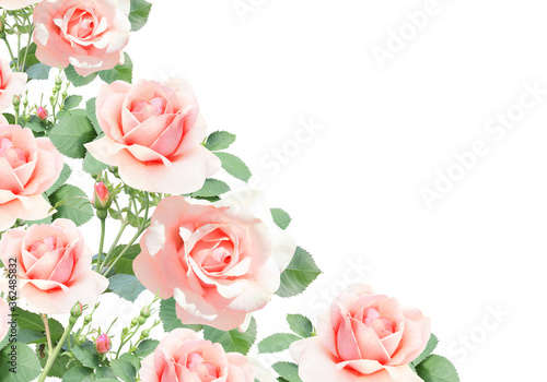 Branch of rose with pink flowers