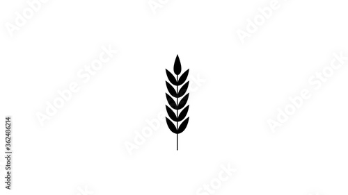 farm wheat ears icon template