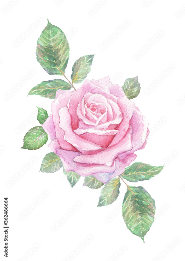 Hand-painted watercolor pink rose composition Hand-painted watercolor pink rose composition