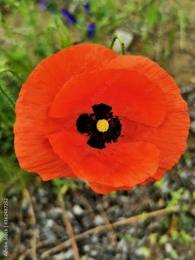 Red poppy flower on a background of green grass, closeup. Red poppy flower on a background of green grass, closeup.