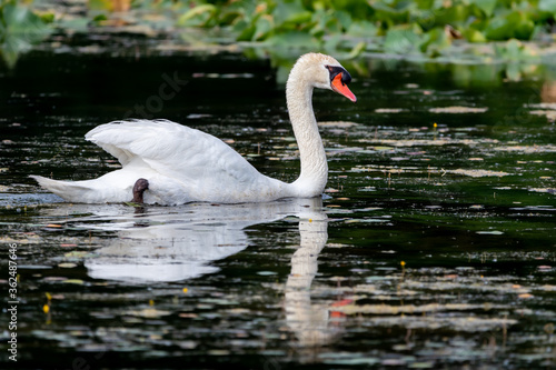 Mute swan swimming through murky green water