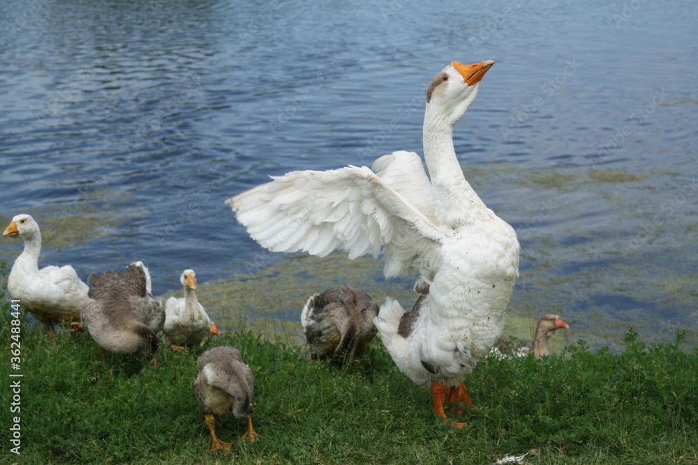 rural view, goose emerged from the water with a group of other geese rural view, goose emerged from the water with a group of other geese