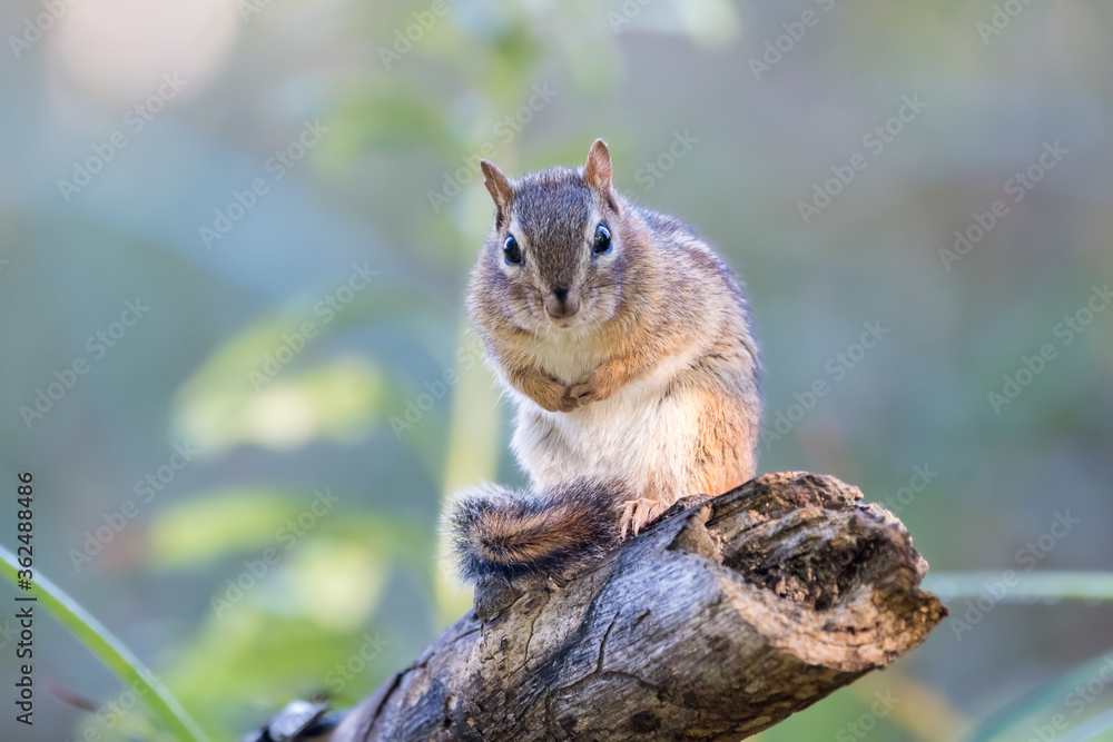 Chipmunk sitting with its tail wrapped around its feet on a branch Chipmunk sitting with its tail wrapped around its feet on a branch