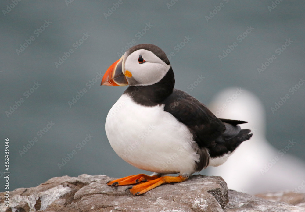 Fototapeta premium Atlantic puffins on the Farnes Islands UK