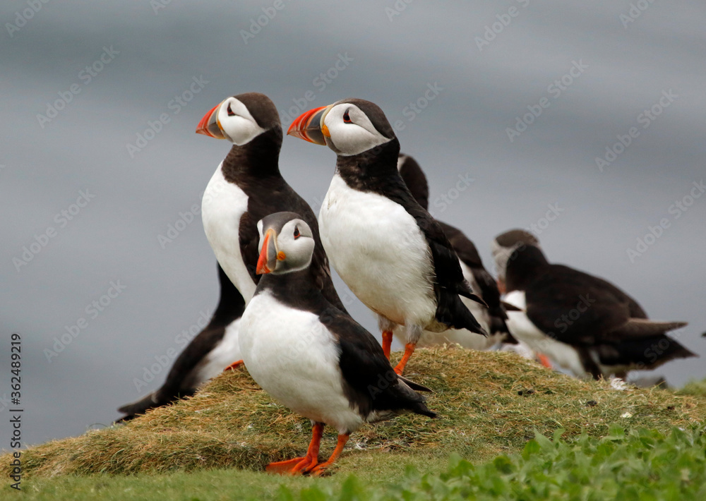 Naklejka premium Atlantic puffins on the Farnes Islands UK