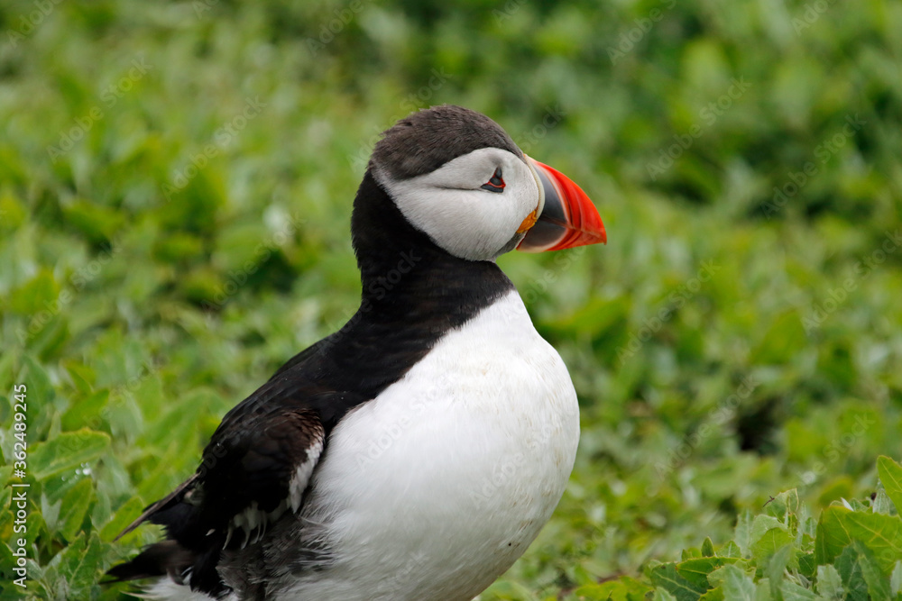 Atlantic puffins on the Farnes Islands UK Atlantic puffins on the Farnes Islands UK