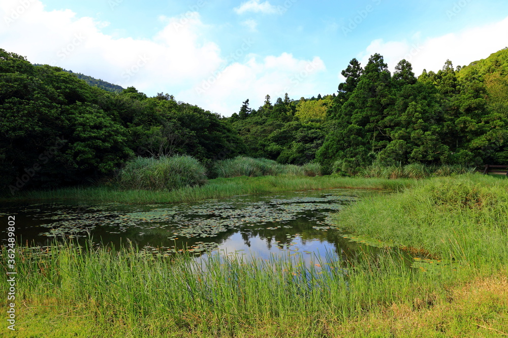 Fototapeta premium pond near Jingshan bridge near Qingtiangang Grassland, Yangmingshan, Taiwan