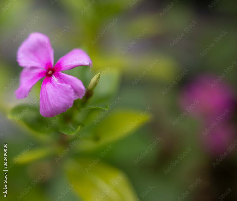 Flores Silvestres de las Montañas de India