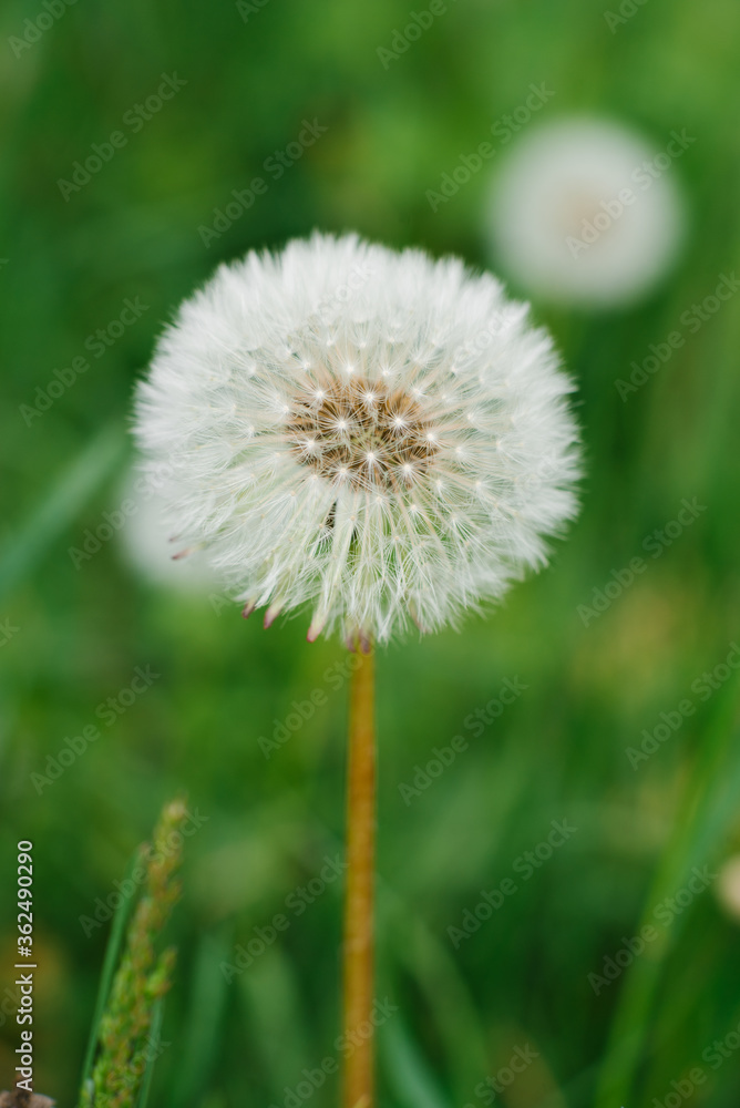 Dandelion flower growing in the green grass in the spring Dandelion flower growing in the green grass in the spring