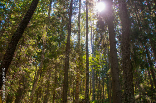 Big trees in forest. Nature. Summer background. Natural background. Sunlights