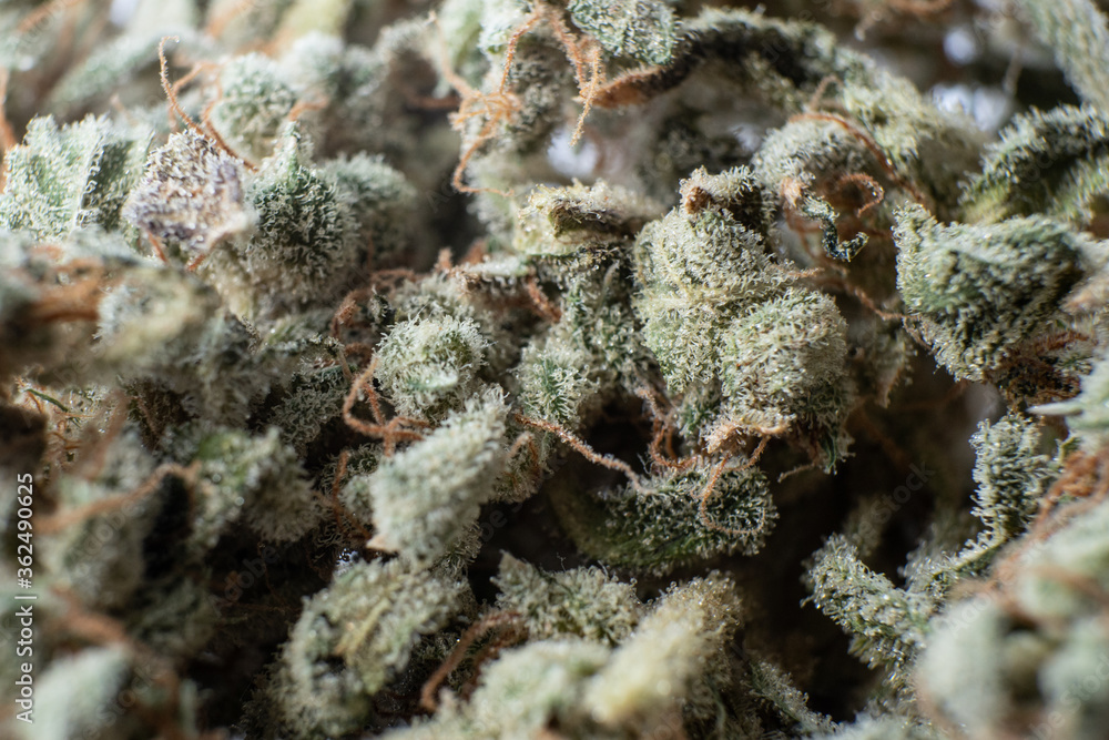 THC Kief in grinder. Marijuana nature bud close up. Cannabis weed