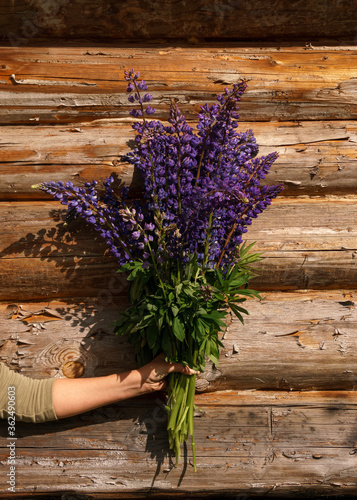 Fototapeta Naklejka Na Ścianę i Meble -  Bouquet of lupins in a girl's hand on a background of a wooden wall