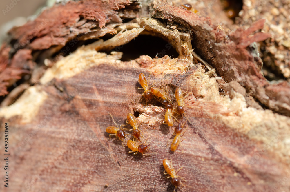 Termites in a garden - found in a timber log found in the garden Termites in a garden - found in a timber log found in the garden
