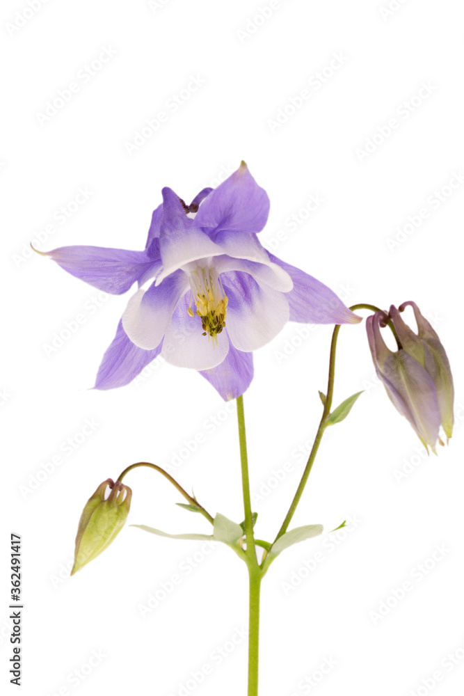 Flower of Aquilegia vulgaris isolated on white background, close up Flower of Aquilegia vulgaris isolated on white background, close up