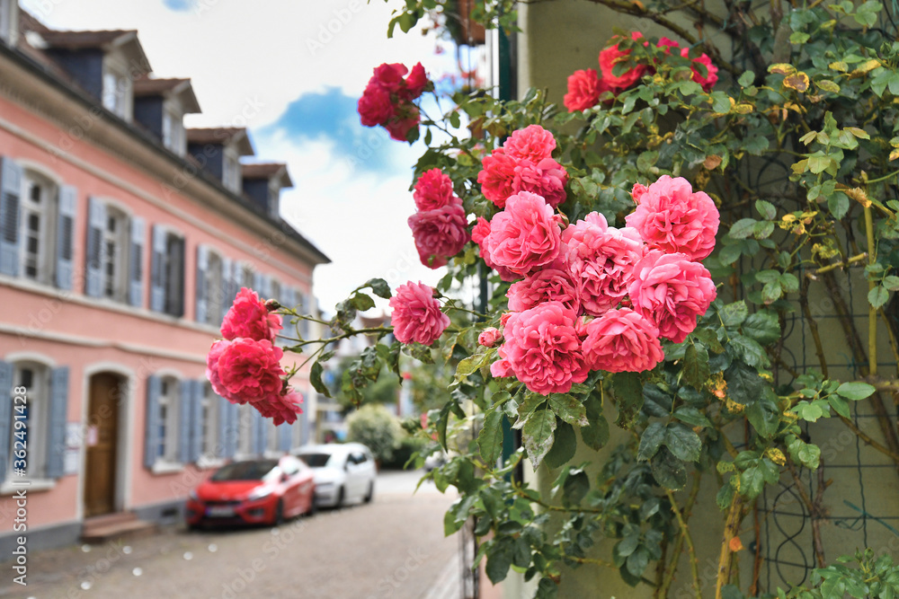 Ladenburg, Germany - July 2020: Pink rose flowers blooming at building facade with blurry city street of Ladenburg in background