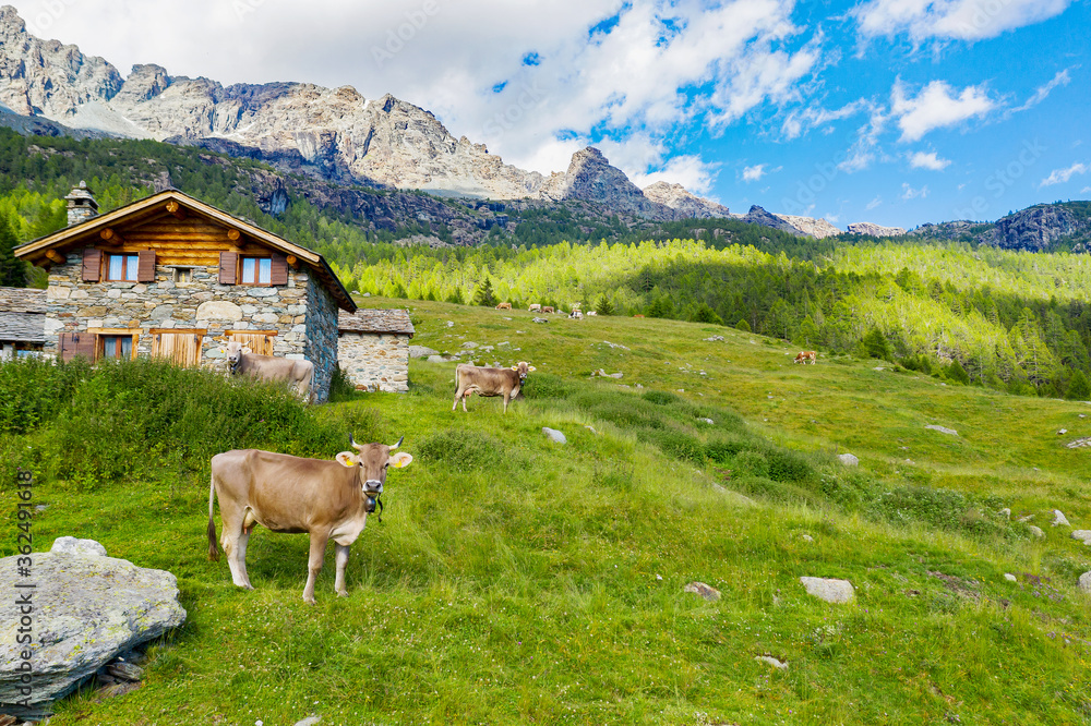 Valmalenco, Italy, cows grazing on Alpe Entova
