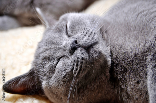 British cat sleeping on a woolen blanket