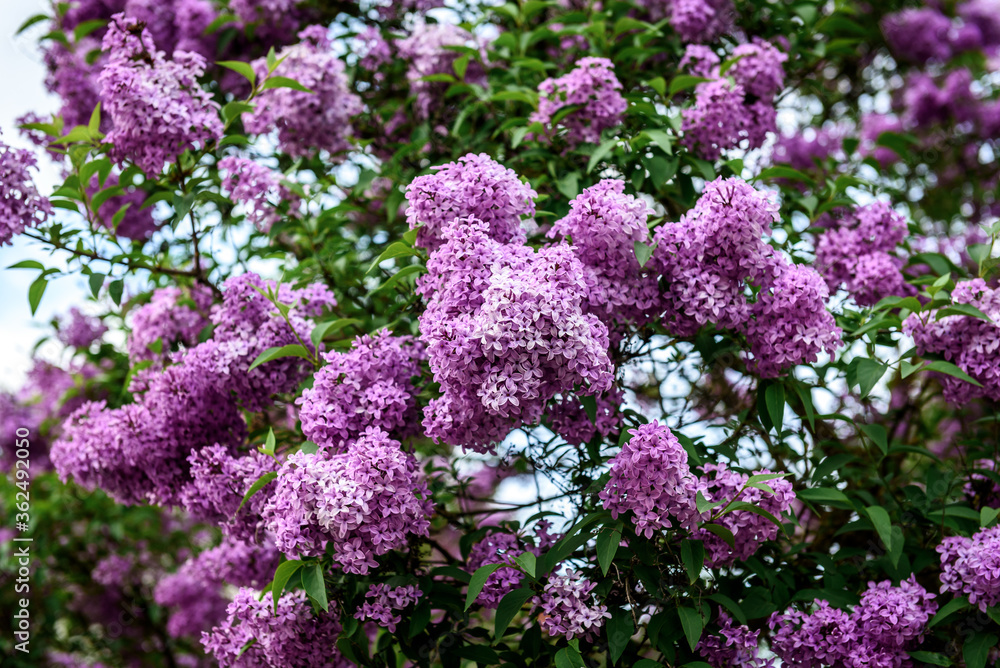 Obraz premium Spring branch of blossoming lilac.