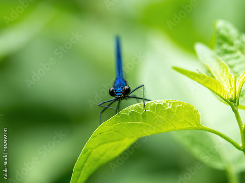 Natural green background with dragonfly banded agrion (Calopteryx splendens)