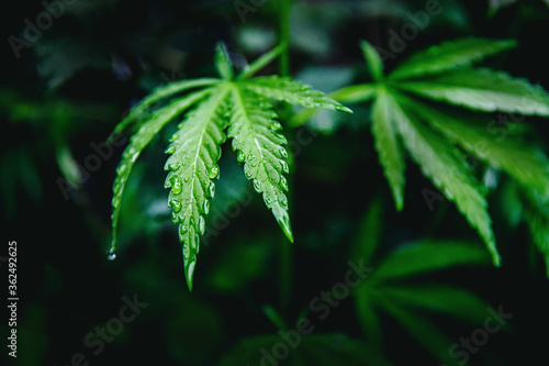 Bush green marijuana cannabis on blurred background