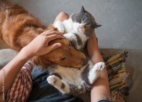 Hands holding golden retriever and british shorthair cat photo