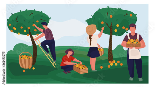 Harvesting people - set of vector flat illustrations of people doing agricultural work - collecting, growing. Harvesting oranges. Man with a box of oranges. Young men and women picking oranges