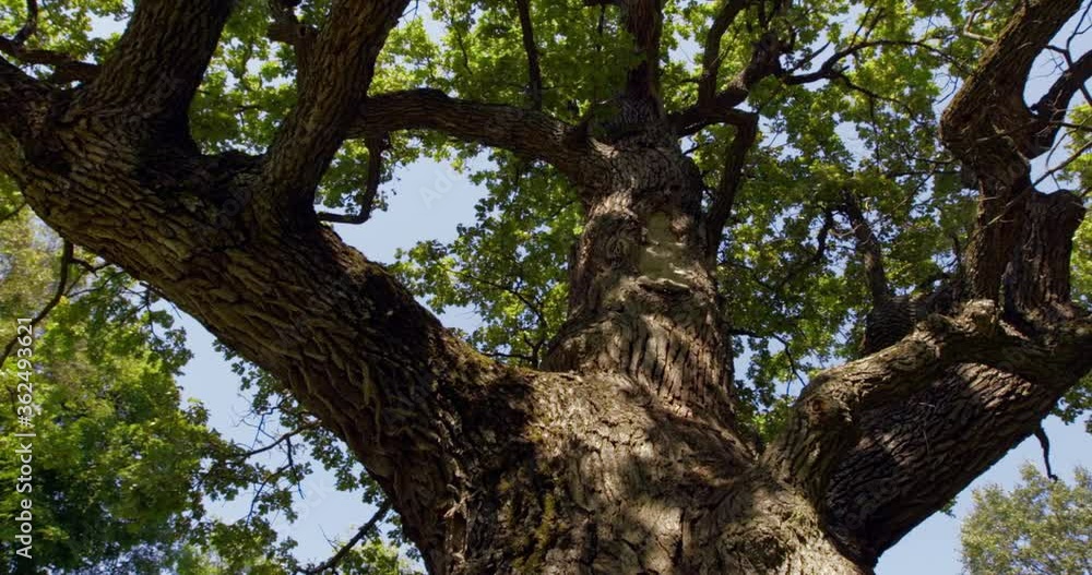 Lush oak crown inside. A lone oak in a field. Branches and oak leaves close-up. Green oak leaves on the branches. Lush oak crown inside. A lone oak in a field. Branches and oak leaves close-up. Green oak leaves on the branches.