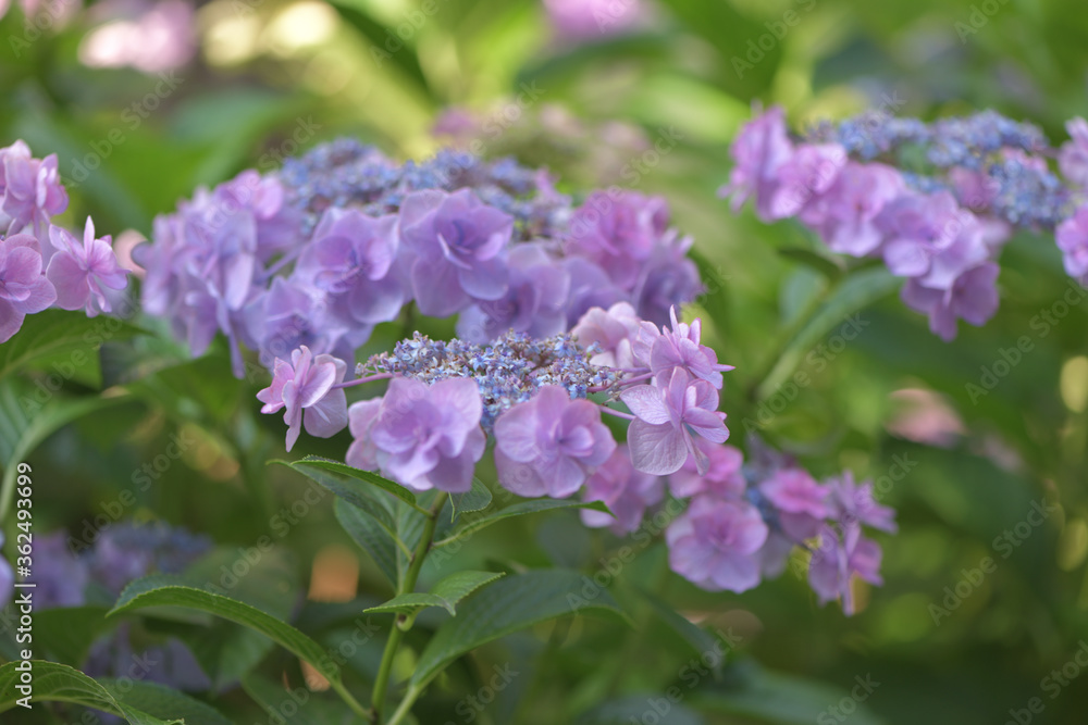 Beautiful Japanese flowers such as bridal bouquets and flower arrangements, hydrangeas Beautiful Japanese flowers such as bridal bouquets and flower arrangements, hydrangeas