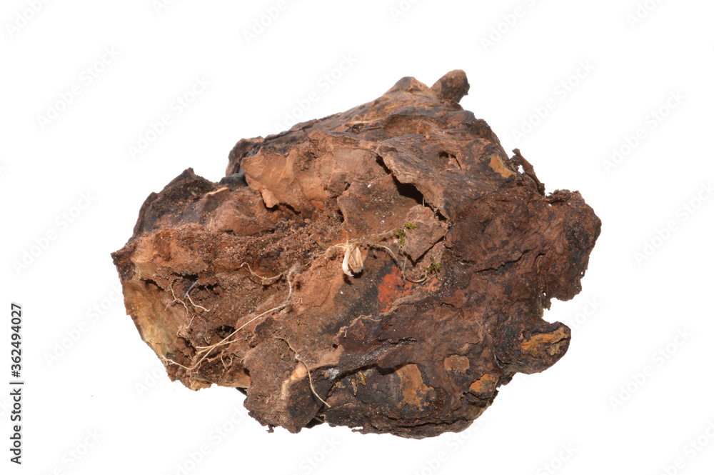 rotten stump isolated on white background rotten stump isolated on white background