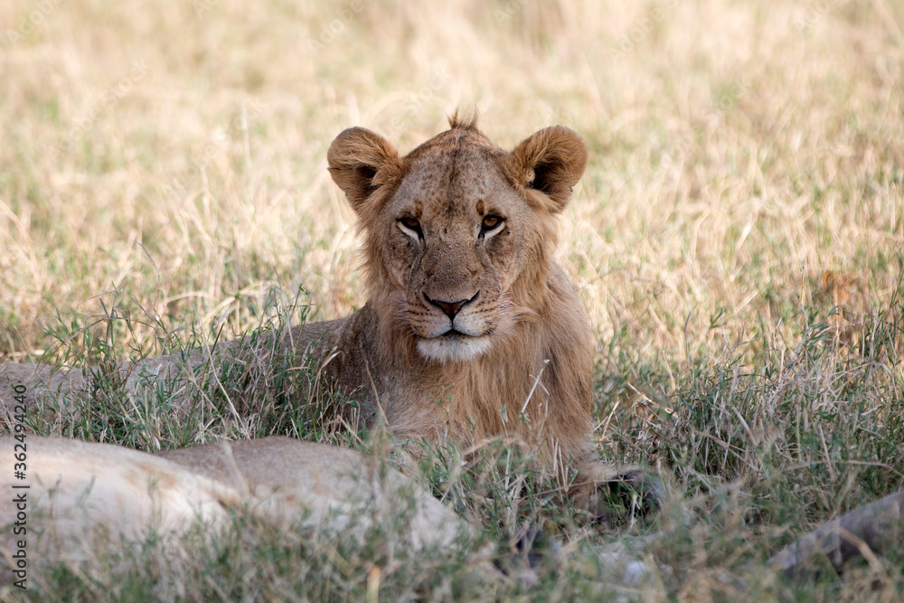 Lions lying early morning in Tanzania after a successful hunt. Lions lying early morning in Tanzania after a successful hunt.