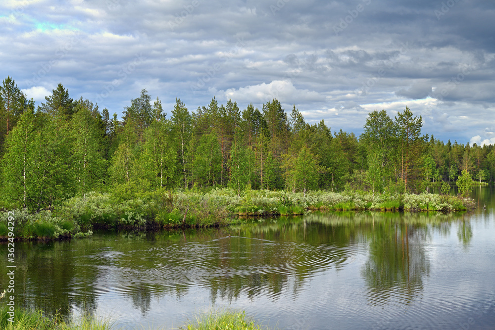 Summer landscape with north forest lake, duck, lots of mosquitoes and heavy low clouds. Kuusamo, Finnish Lapland