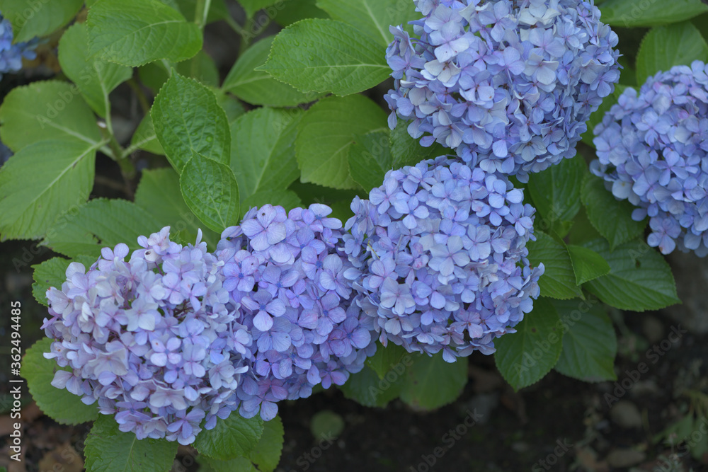 Beautiful Japanese flowers such as bridal bouquets and flower arrangements, hydrangeas Beautiful Japanese flowers such as bridal bouquets and flower arrangements, hydrangeas