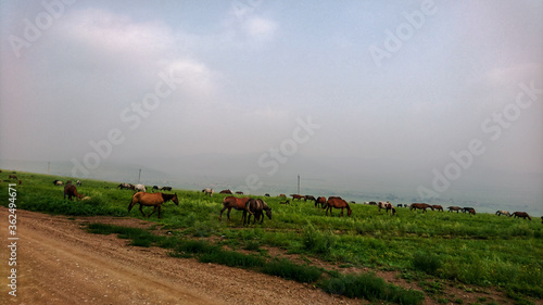 horses in the field © Юлия Спиридонова
