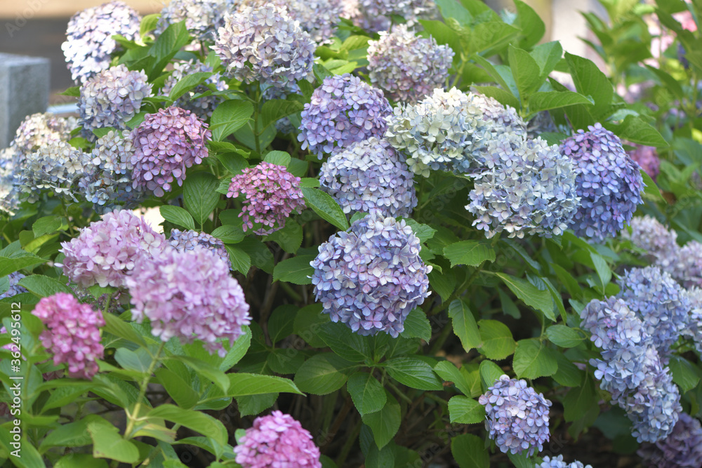 Beautiful Japanese flowers such as bridal bouquets and flower arrangements, hydrangeas Beautiful Japanese flowers such as bridal bouquets and flower arrangements, hydrangeas