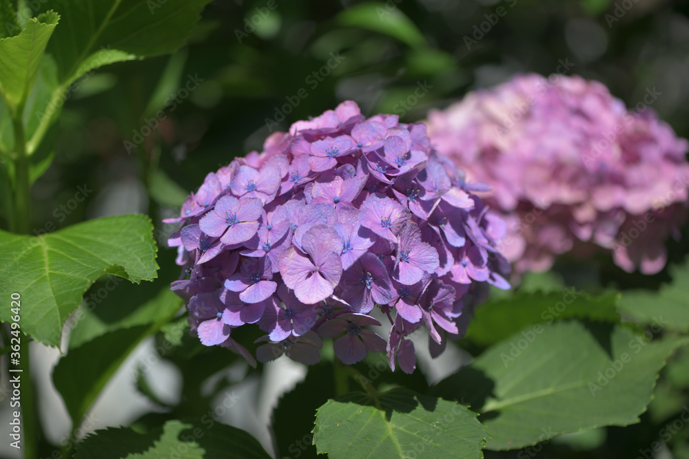 Beautiful Japanese flowers such as bridal bouquets and flower arrangements, hydrangeas Beautiful Japanese flowers such as bridal bouquets and flower arrangements, hydrangeas