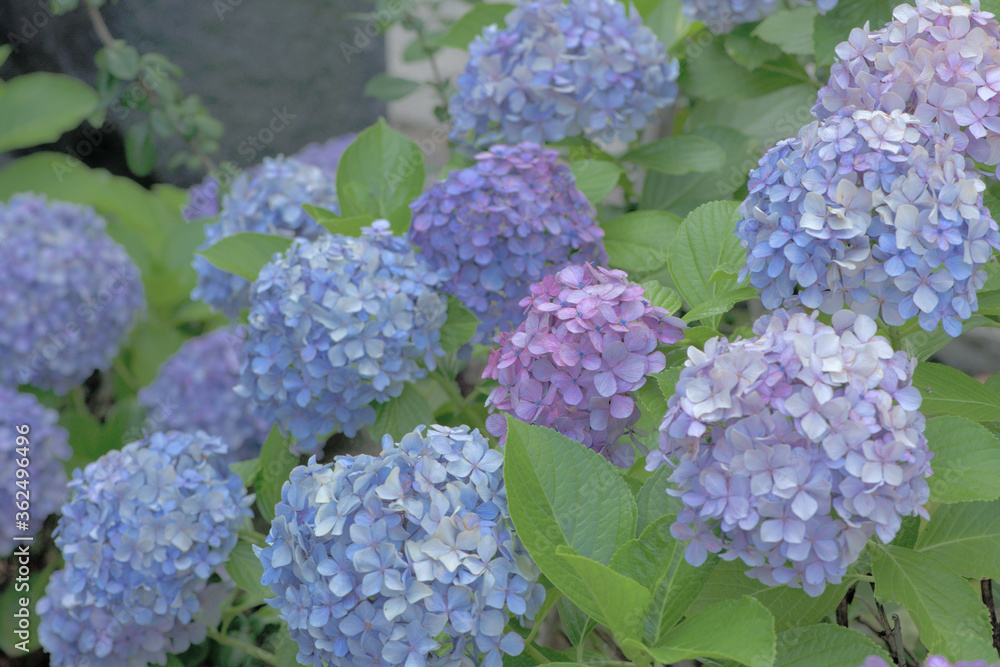 Beautiful Japanese flowers such as bridal bouquets and flower arrangements, hydrangeas Beautiful Japanese flowers such as bridal bouquets and flower arrangements, hydrangeas