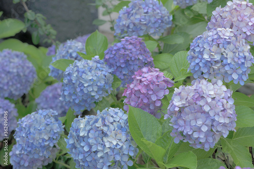 Beautiful Japanese flowers such as bridal bouquets and flower arrangements, hydrangeas