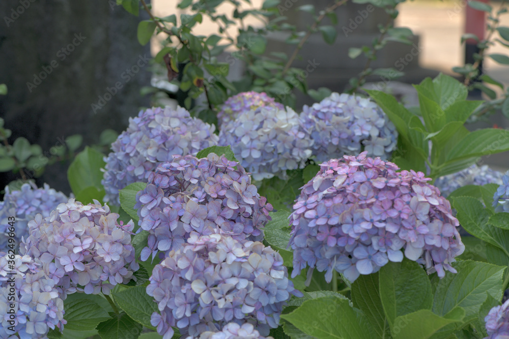 Beautiful Japanese flowers such as bridal bouquets and flower arrangements, hydrangeas Beautiful Japanese flowers such as bridal bouquets and flower arrangements, hydrangeas