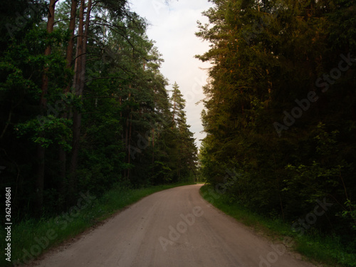 sunset in a pine forest. road through a dense pine forest