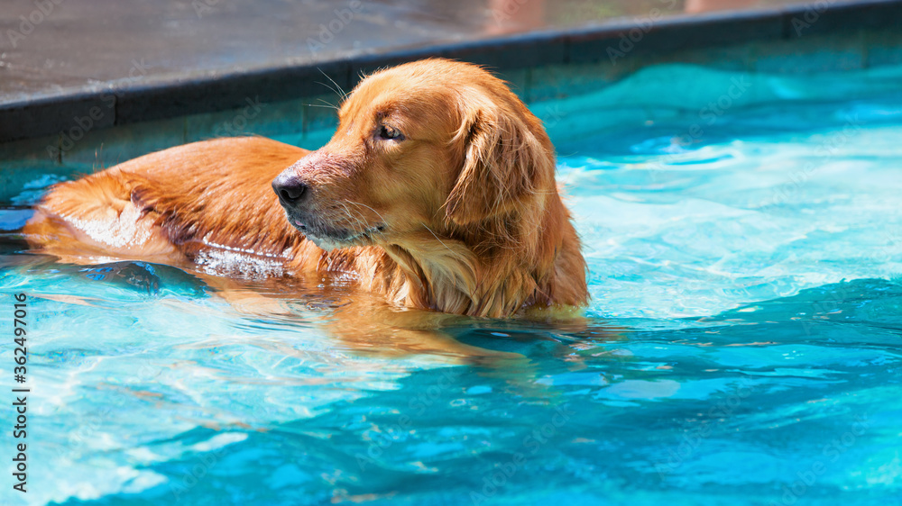 Is It Dangerous For A Dog To Drink Pool Water