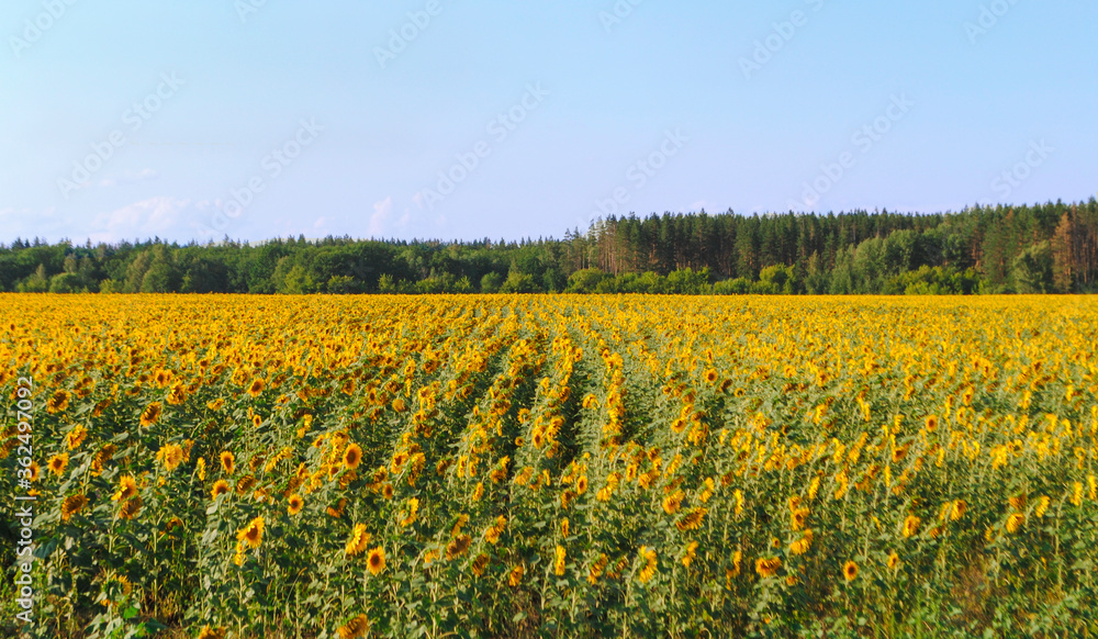 Sunflowers in a field on a sunny summer day Sunflowers in a field on a sunny summer day