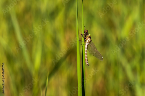 Dragonfly - Odonata on a blade of grass hatches from a pupa. In the background is a meadow with a blurred background.